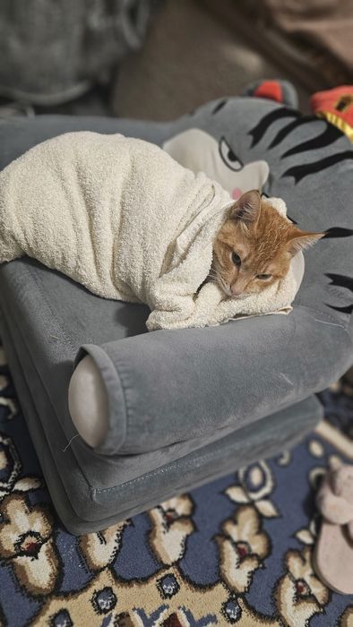 Отдам котёнка в добрые руки