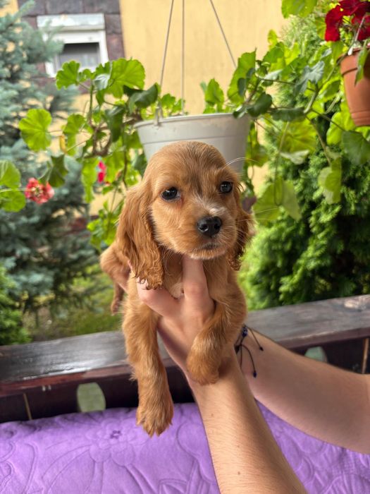 Cocker spaniel baiat