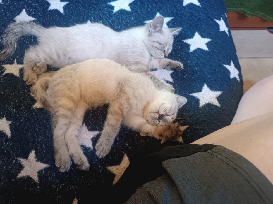 Отдам котят бесплатно в хорошие руки