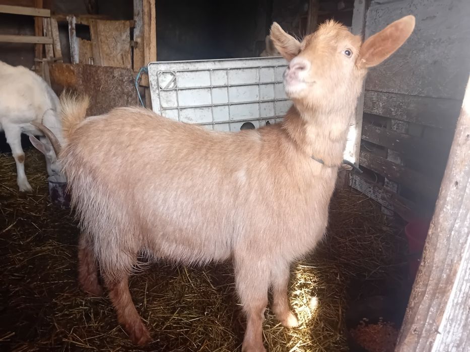 Capra gestanta la prima fatare