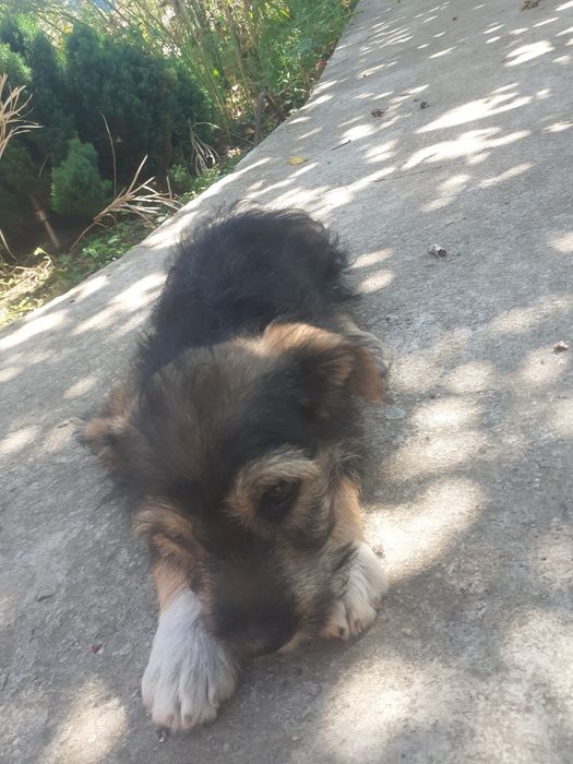 Donez 4 catelusi ,jucausi,daca va intereseaza  dati mesaj pe OLX sa aflati mai multe detalii.