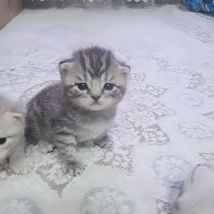 продам шотландский котят