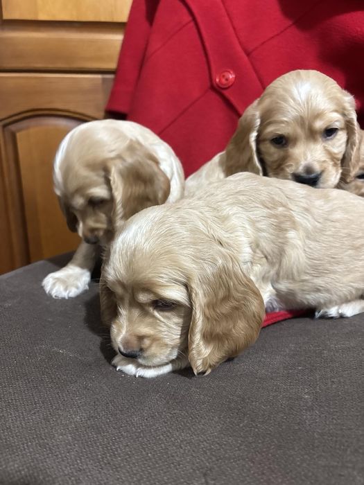 Кокер шпаньол . Малки кученца