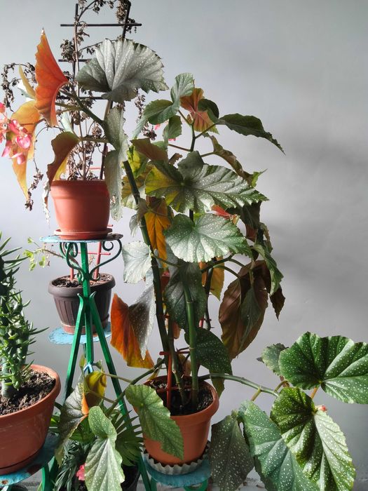 Flori de apartament,terasa