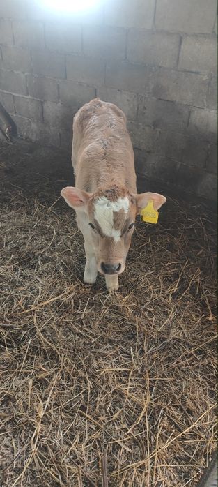 Продам теленка полтора месяца от молочной коровы