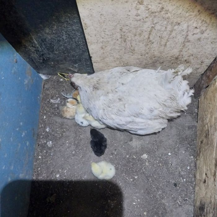 Продам Квочки с цеплятами.