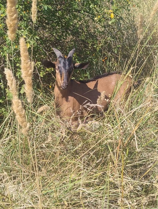 Vând țapi alpini cu anglonubian