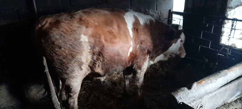 Vând tãuraś aprox.330 kg