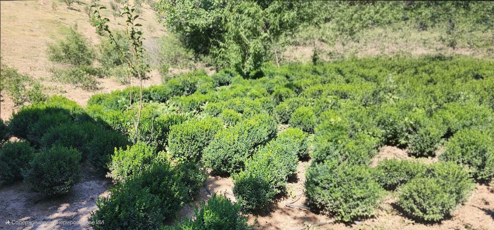 Шамшот буталари сотилади.