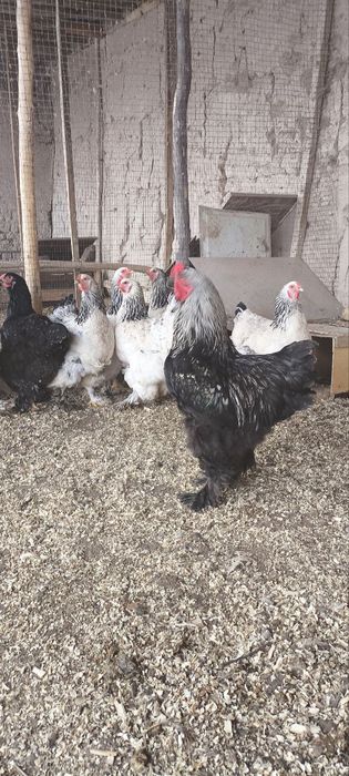 Brama tuxumlari sotiladi