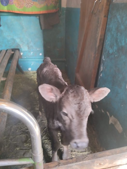 Продам корову первотелка