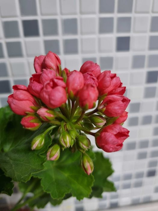 Продам пеларгонию