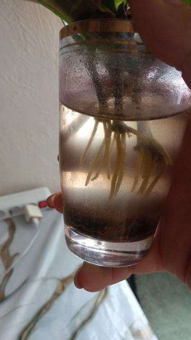 Продам комнатные растения