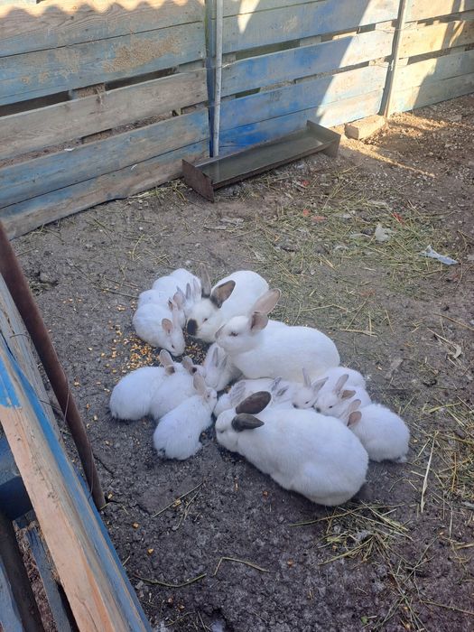 Vind pui de iepure la doar 25 ron bucata