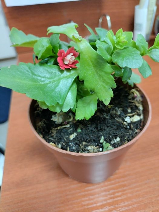 Продаю цветочки   комнатные