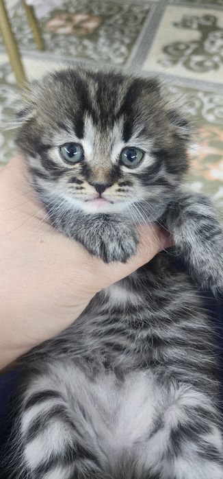 Котята продоется