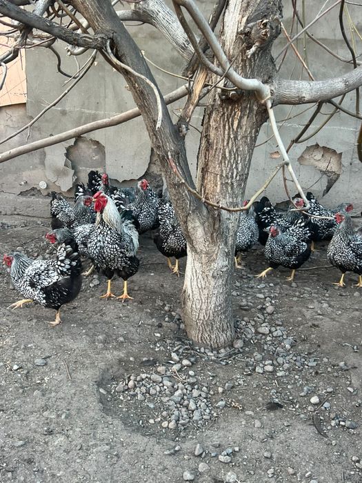 Виандот цыплята вьяндот