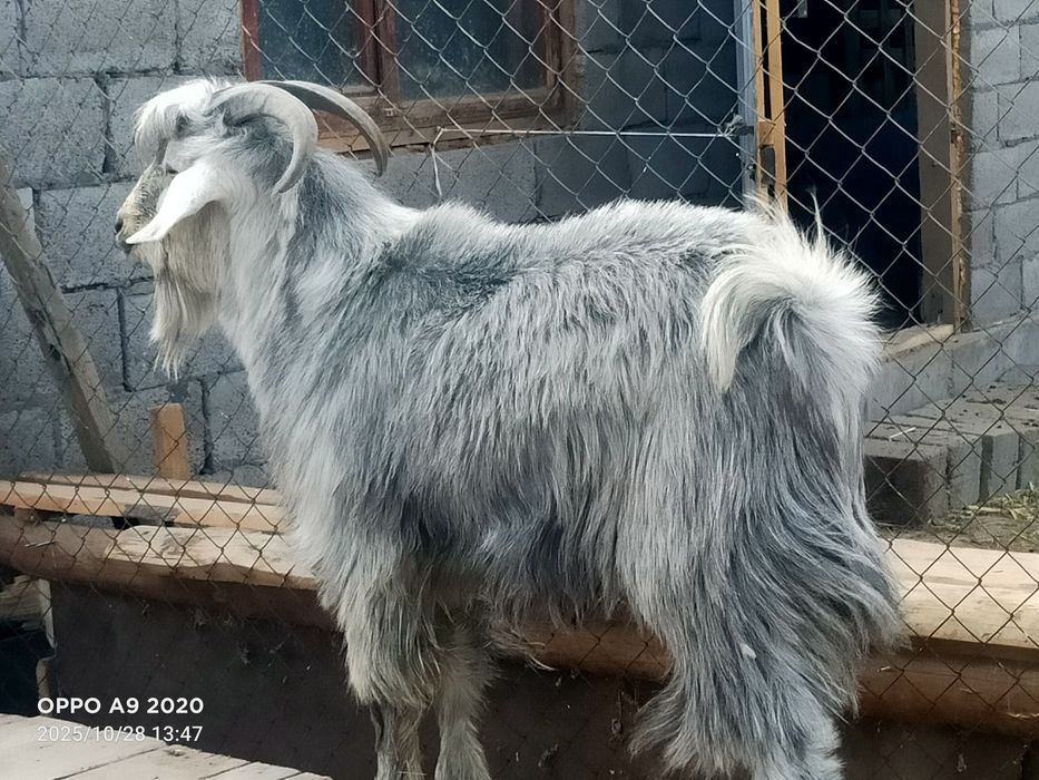 Текелер сатылады