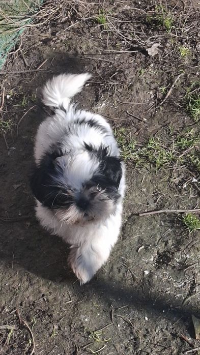 Малки кученца порода Ши тцу