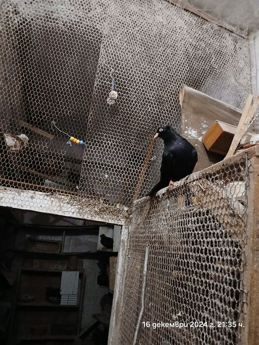 Продавам паламарски гълъби