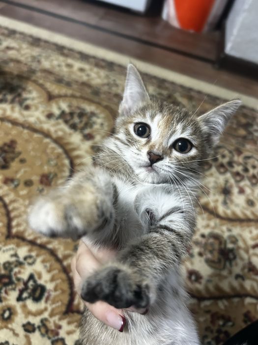 Одам котят, в хорошие руки!