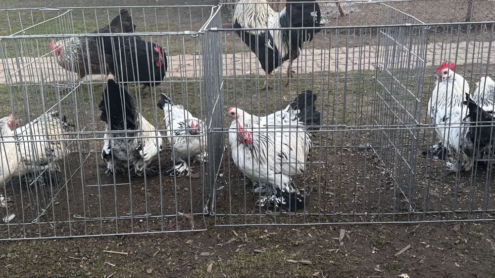 Pasari rasa pitica încălțată mii de flori