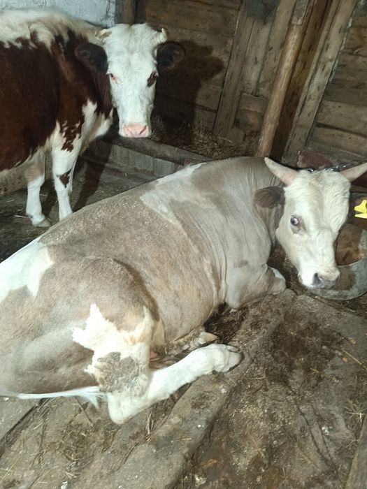 Продам быка 2.5 лет