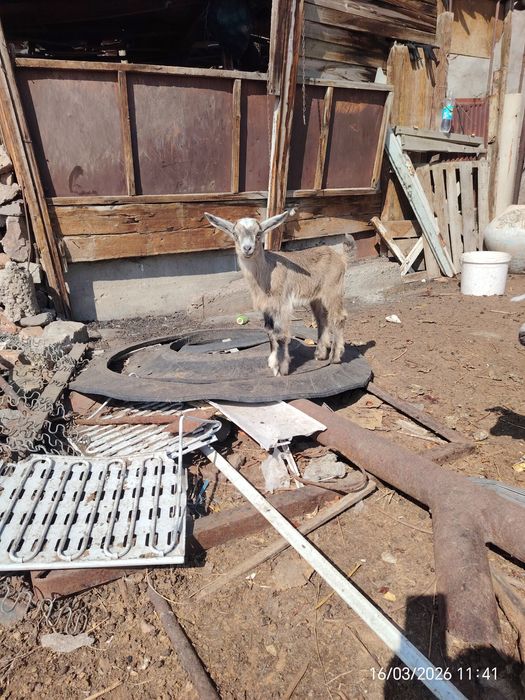 Козы молочный козлята