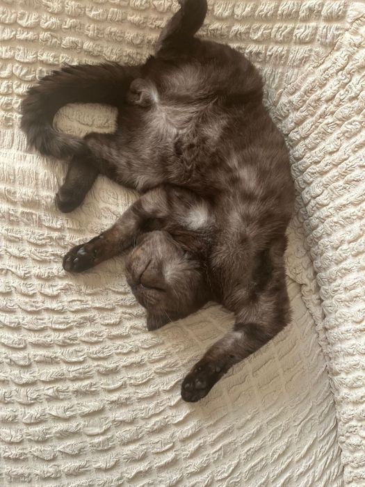 Британский кот, кто хочет скрестить.