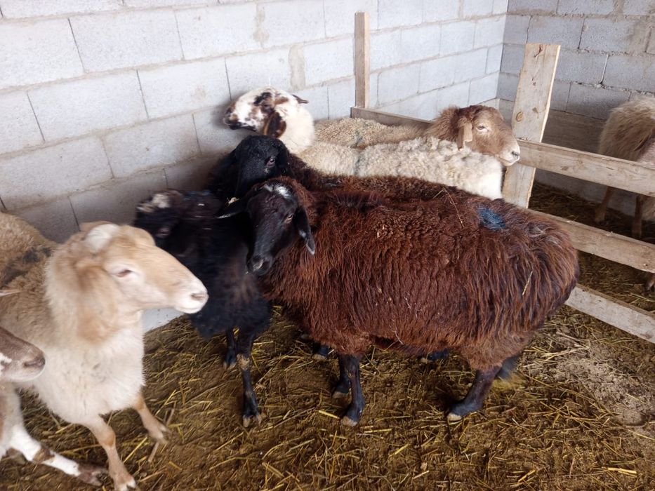 Продаётся бараны