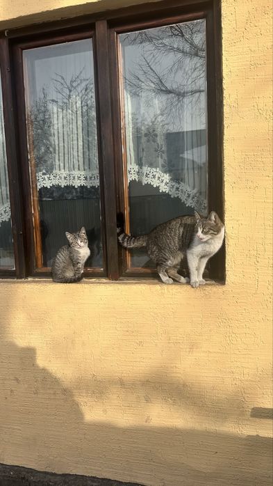 Отдам кошек в добрые руки