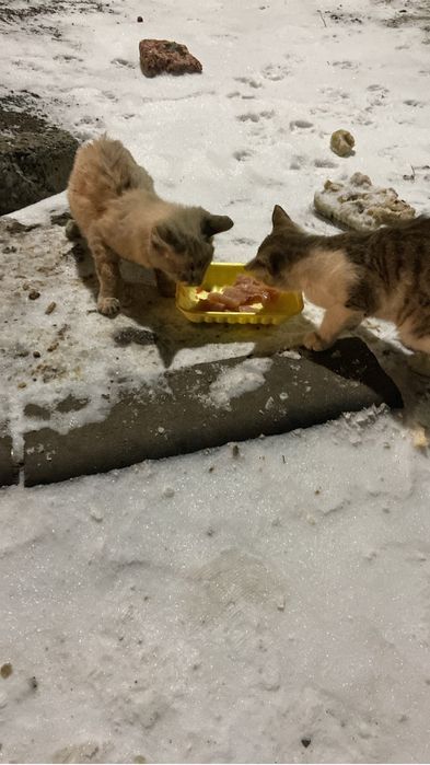 Котята ищут семью