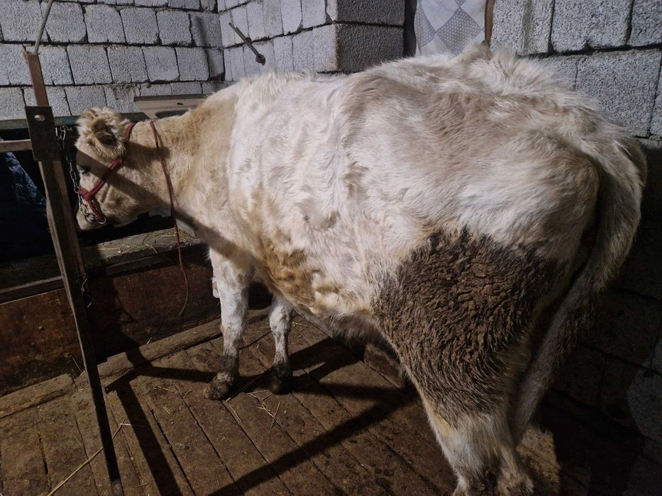 Токал сиыр сатылады