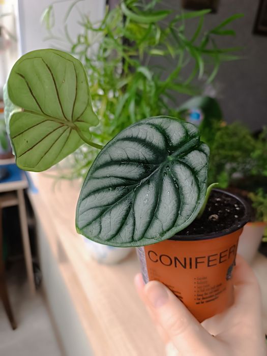 Продам сортовую алоказию