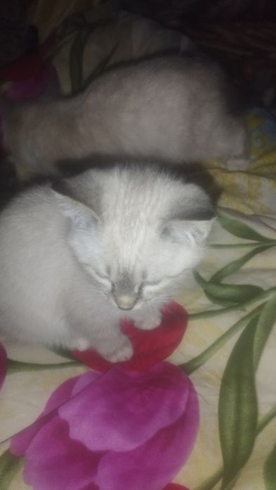 Парода кошка регдолл