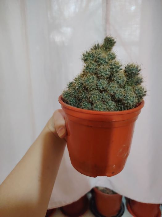 Комнатные цветы. Хона гуллари