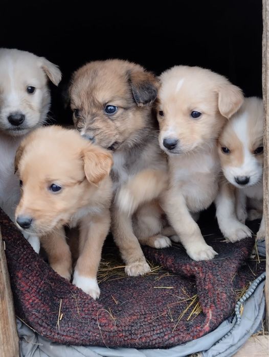 Отдам щенков в добрые руки