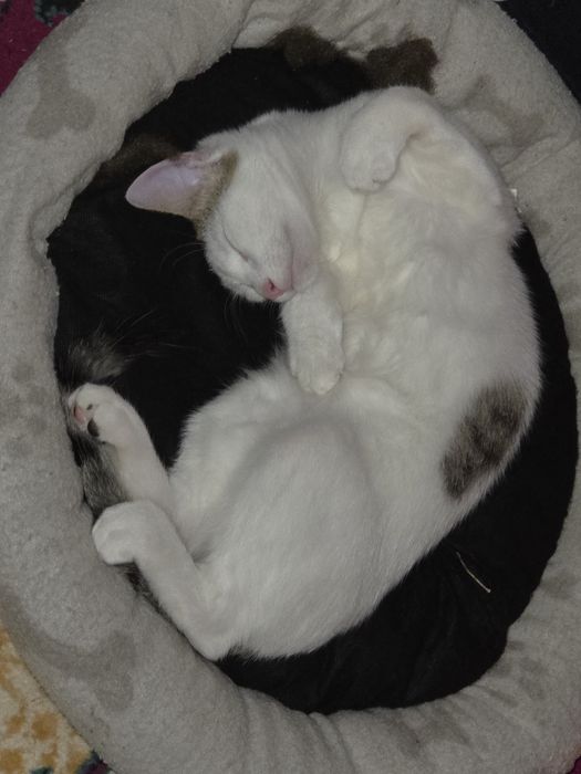 Donez pisic alb cu negru