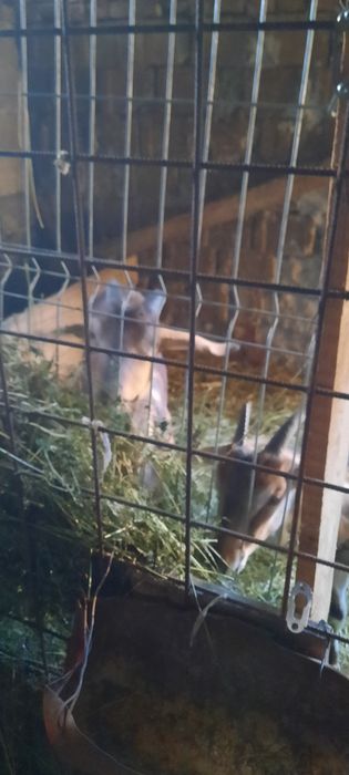Capre alpine franceza cu sannen