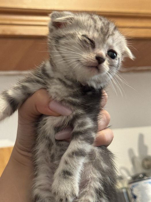 Котята срочно бесплатно