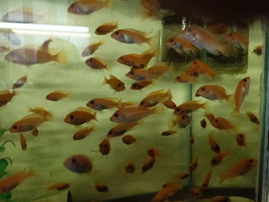 Рыбки аквариумные красивые