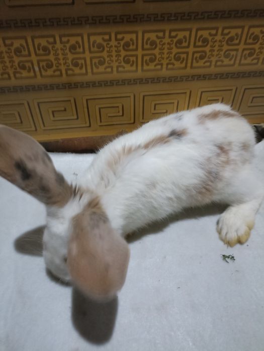 Три коллор болалари сотилади