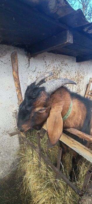 Vând ȚAP Anglonubian