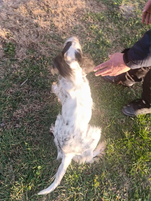 Продавам английски сетер