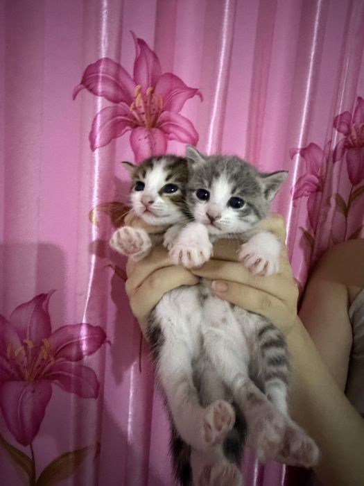 котята отдам в хорошие руки 2 девочки