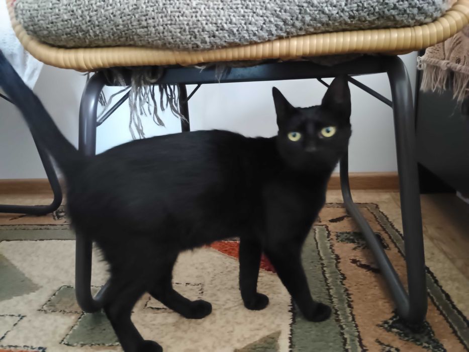 Dau pentru adoptie pisica neagra