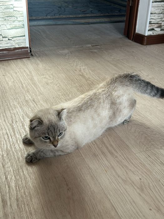 Наша вислоухая кошка ищет себе парня