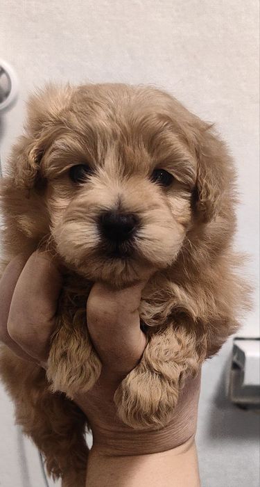 Мальчик, мальтипу F1, мини