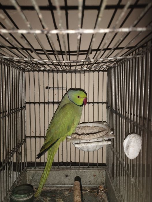 Ажирел сотилади.