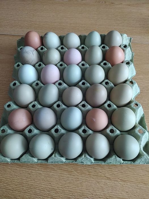 Oua pentru incubat de vanzare  ,de la gaini Olive , Ester egger , Amer